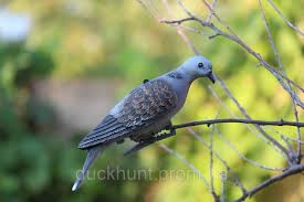 Опудало горлиці європейської SPORT PLAST 639P