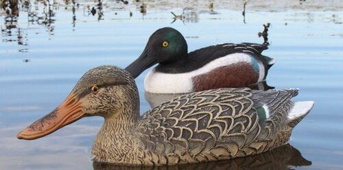 Опудала широконоски: качка та селезень (STD12-13)