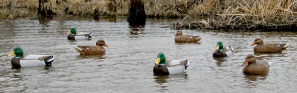 Чучела кряквы Flambeau (FLDD-6 )