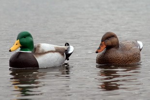 Чучела кряквы Flambeau (FLDD-6 )