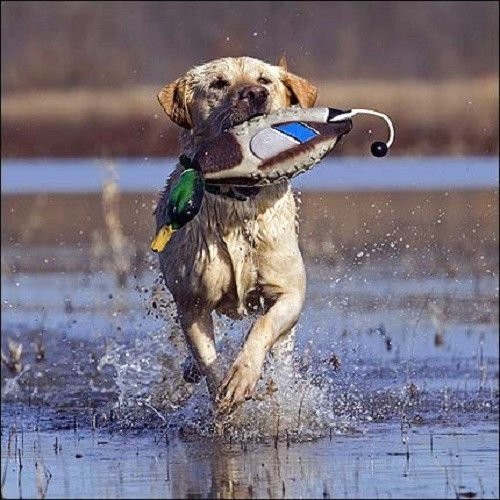 Поноска-кряква Avery EZ Bird Mallard Поноска-кряква Avery EZ Bird Mallard