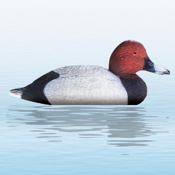 Червоноголовий нирок: качка або селезень (STD 07-08)