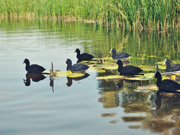 Профиля Андреевские Лысуха