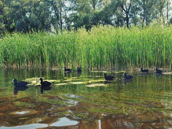 Профиля Андреевские Лысуха