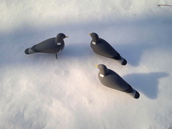 Опудало вяхира. Україна. 