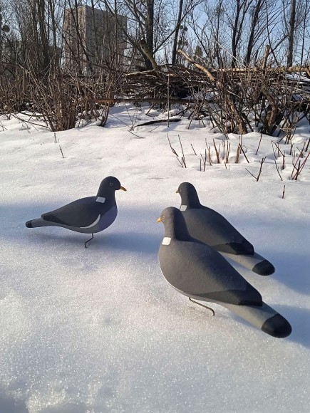 Опудало вяхира. Україна. 