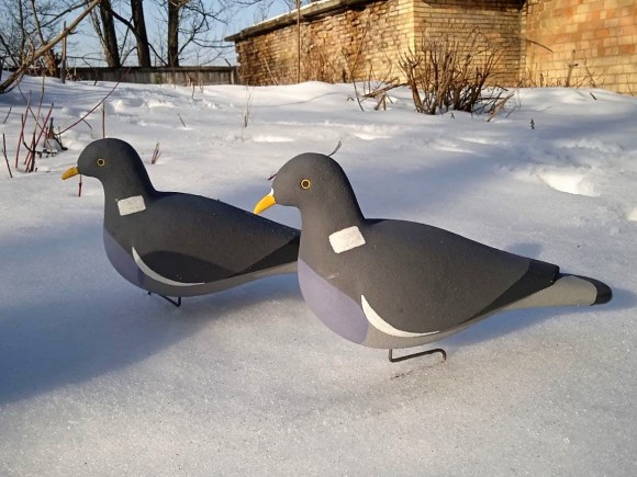 Опудало вяхира. Україна. 