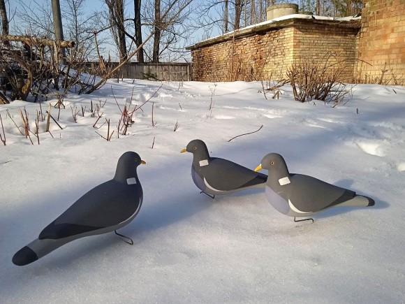 Опудало вяхира. Україна. 