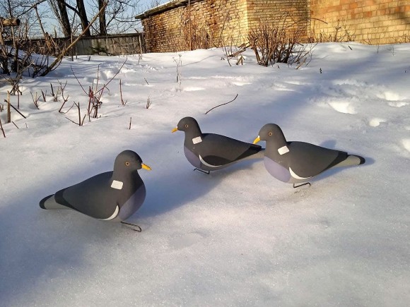 Опудало вяхира. Україна. 