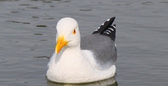 Опудало чайки SPORT PLAST (STD 600) Опудало чайки SPORT PLAST (STD 600)