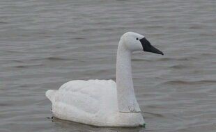 Чучело лебедя  (591AV)