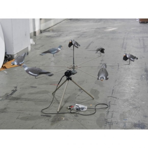 Голубиный хоровод Голубиный хоровод