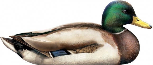 Профиля Андреевские Селезень