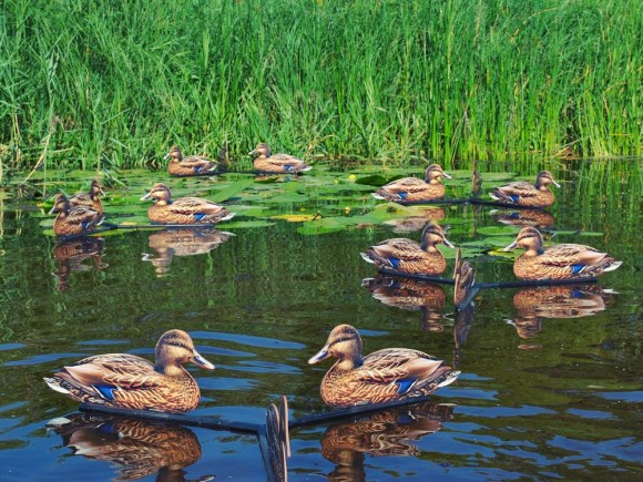 Профиля Андреевские Утка Кряква