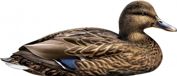 Профиля Андреевские Утка Кряква