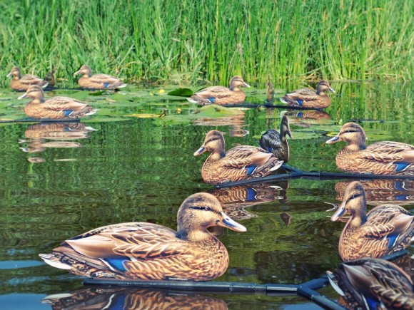 Профиля Андреевские Утка Кряква