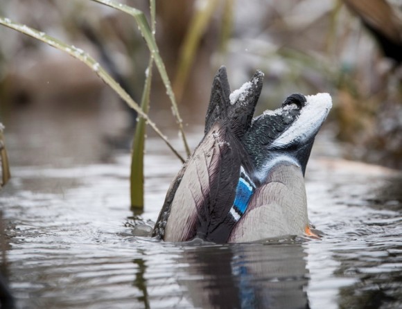 Чучело утки Quiver Duck Butt HD