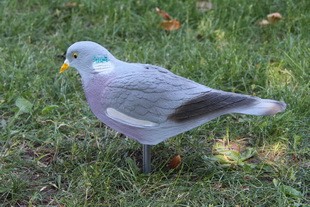 Опудало вяхира IM 26-00 R