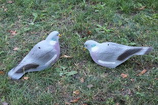 Опудало вяхира IM 26-00 R