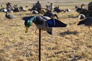 Опудало селезня Lucky HD Drake