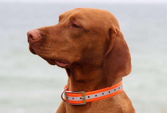 Нашийник TPU Reflective Collar Нашийник TPU Reflective Collar