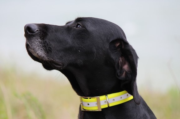 Нашийник TPU Reflective Collar Нашийник TPU Reflective Collar