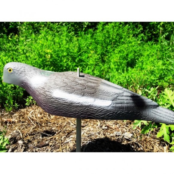 Опудала голуба (комплект з 6 опудал вяхира) 