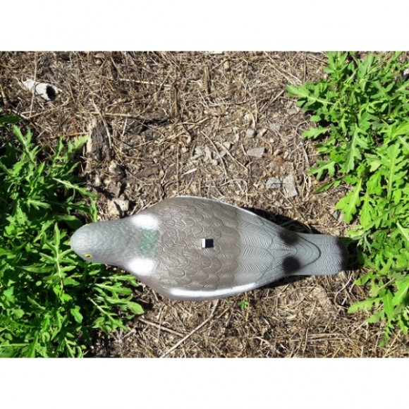 Опудала голуба (комплект з 6 опудал вяхира) 