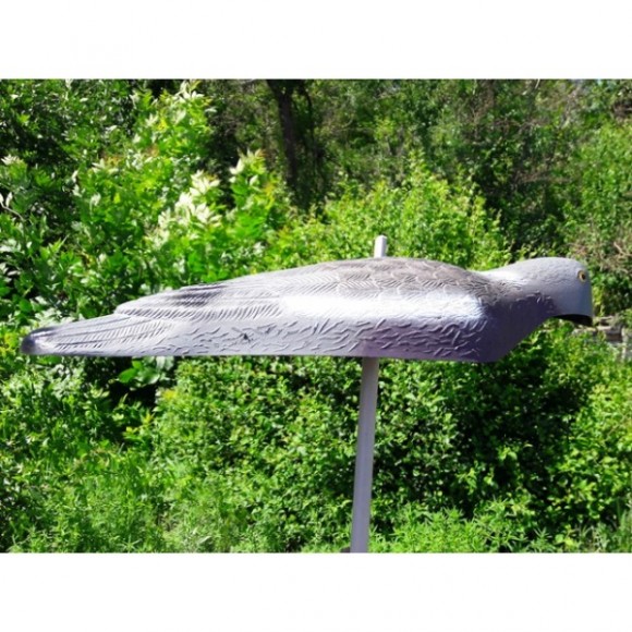 Опудала голуба (комплект з 6 опудал вяхира) 