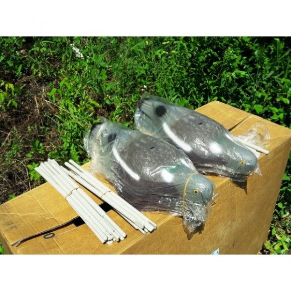 Опудала голуба (комплект з 6 опудал вяхира) 