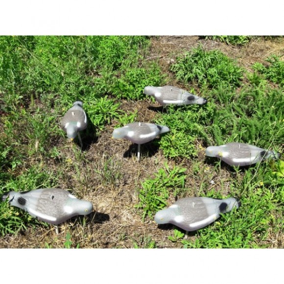 Опудала голуба (комплект з 6 опудал вяхира) 