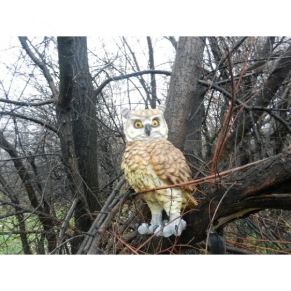 Опудало сови