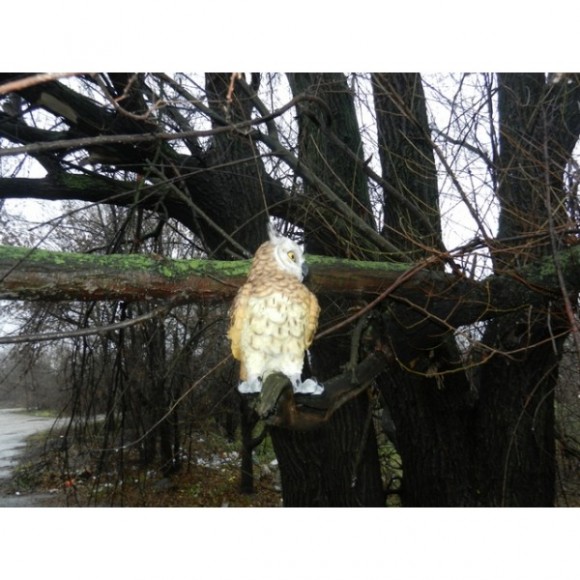 Опудало сови