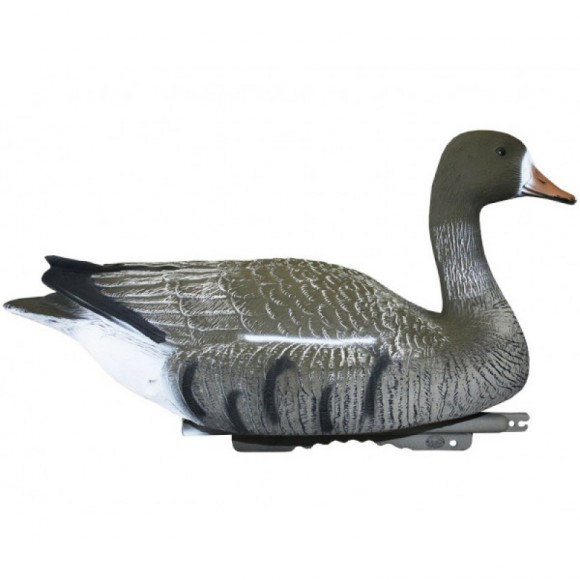 Опудало білолобого гусака (FL540)