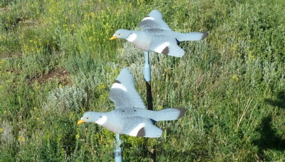 Опудала вяхира (FL 210 FB)