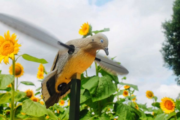 Опудало горлиці  Mojo Voodoo Dove