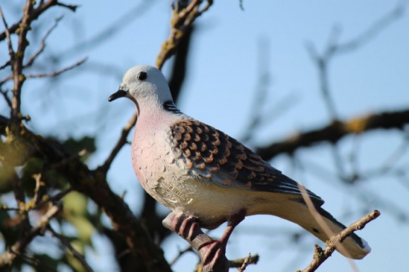 Опудало горлиці європейскої (5640)