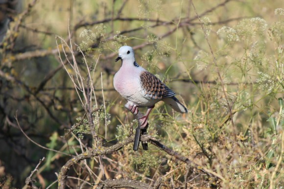 Опудало горлиці європейскої (5640)