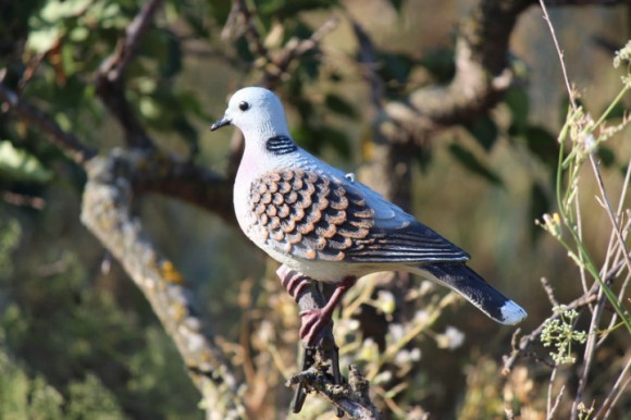 Опудало горлиці європейскої (5640)