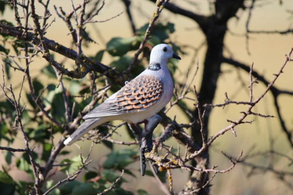 Опудало горлиці європейскої (5640)