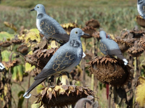 Опудало горлиці європейської (STD 239) Опудало горлиці європейської (STD 239)