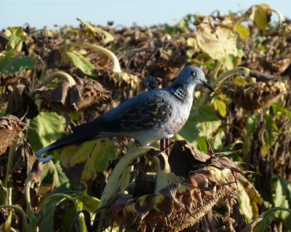 Опудало горлиці європейської (STD 239) Опудало горлиці європейської (STD 239)