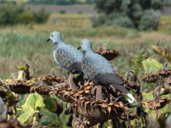 Опудало горлиці європейської (STD 239) Опудало горлиці європейської (STD 239)