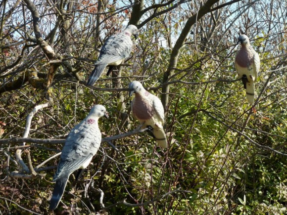 Опудала горлиці Lucky Duck Dove. Комплект 4 шт (LD4)