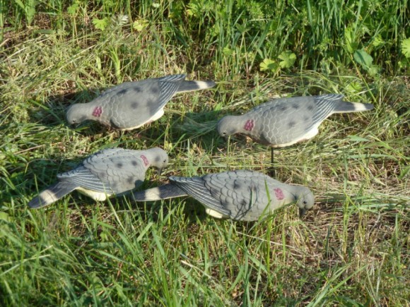 Опудала горлиці (LD4F)