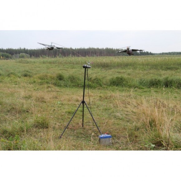 Голубиний магніт (ГМ)