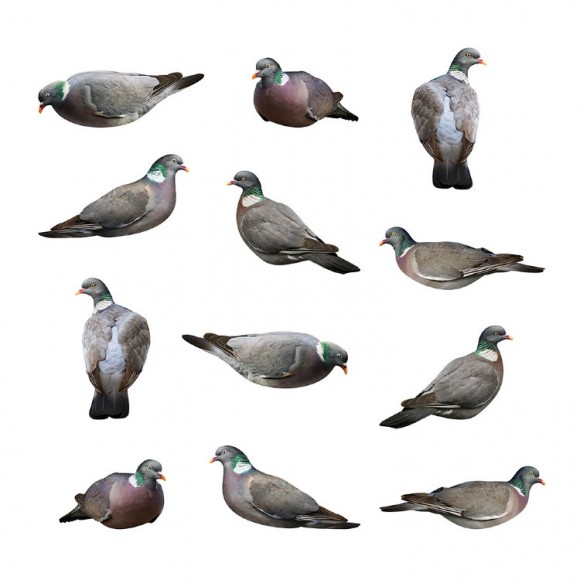 Профилі вяхира