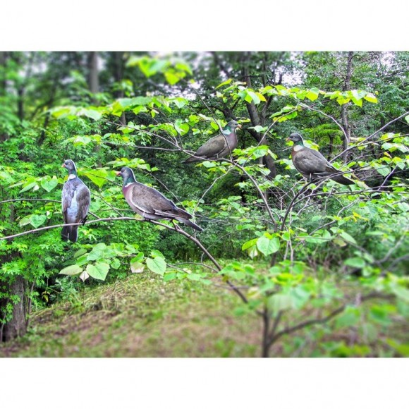 Профилі вяхира