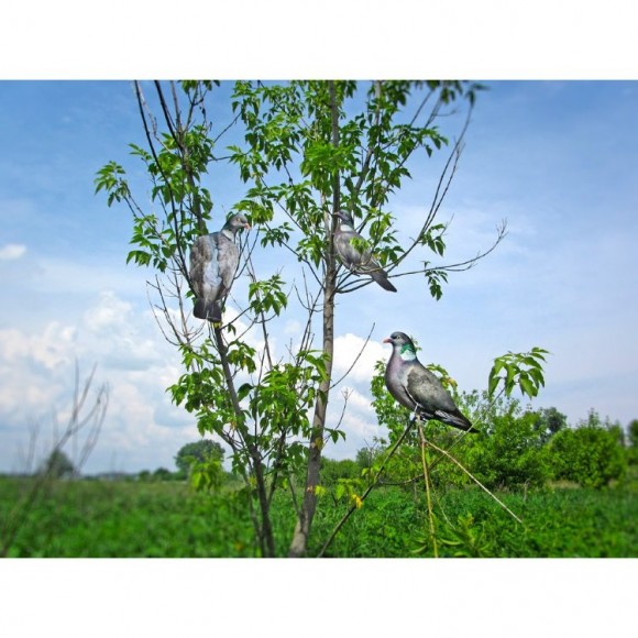 Профилі вяхира