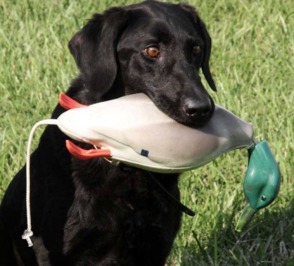 Поноска-кряква Dokken DeadFowl Поноска-кряква Dokken DeadFowl